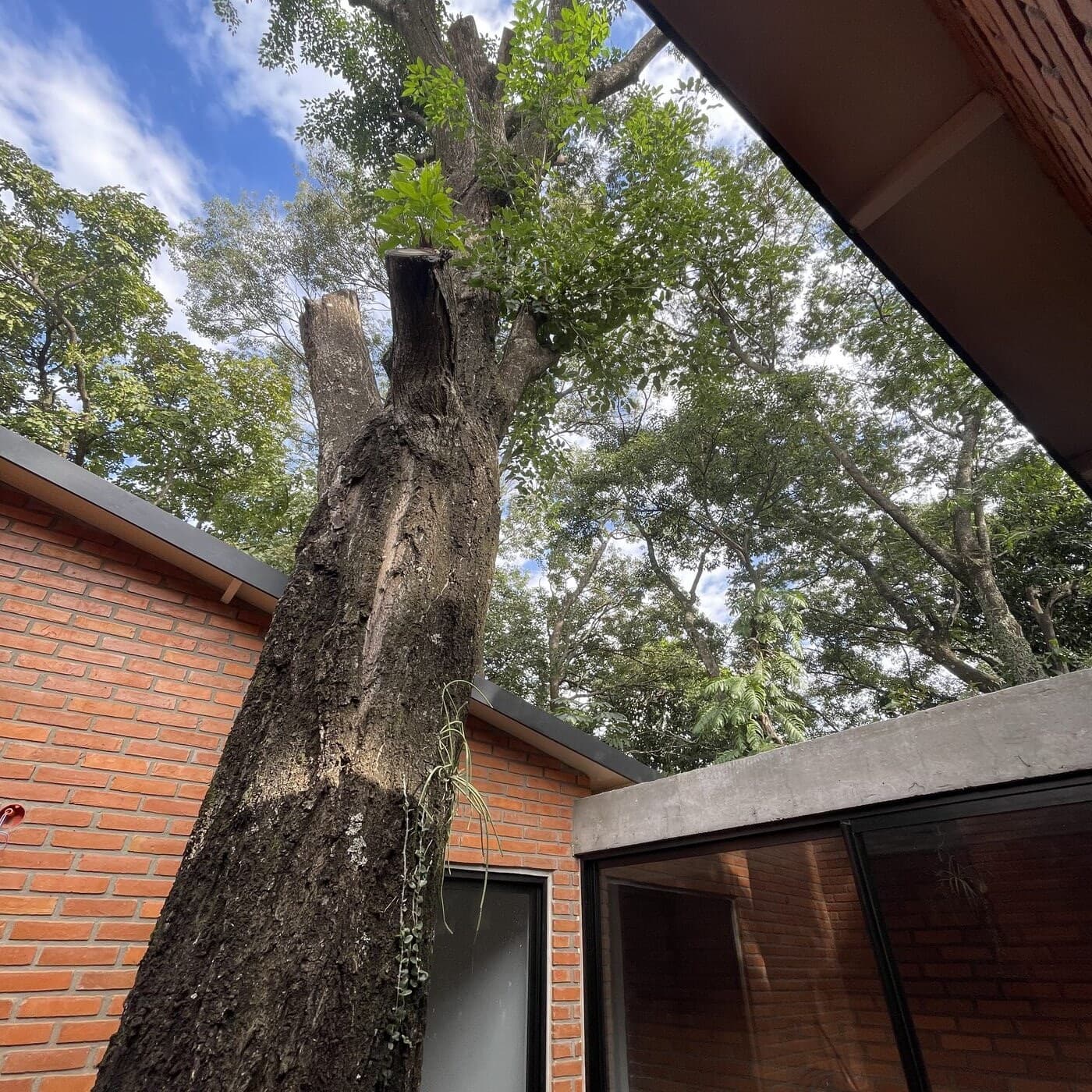 El árbol del patio visto desde abajo, entre el alero de ladrillo y el vidrio del techo