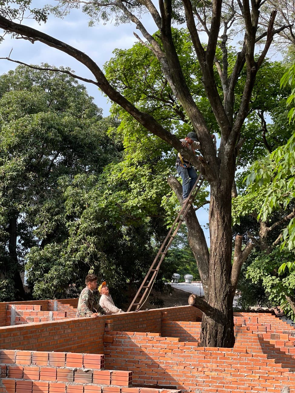 Un operario subido a una escalera apoyada en el árbol, podándolo, mientras otros dos miran desde el muro