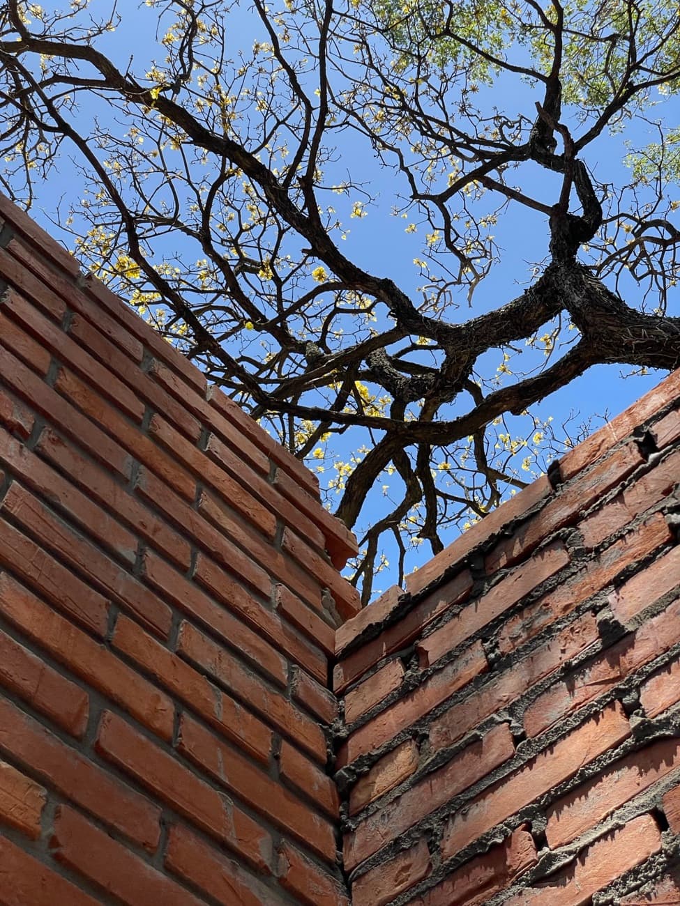 Contrapicado a la esquina del muro con las ramas del lapacho en flor sobre el cielo azul