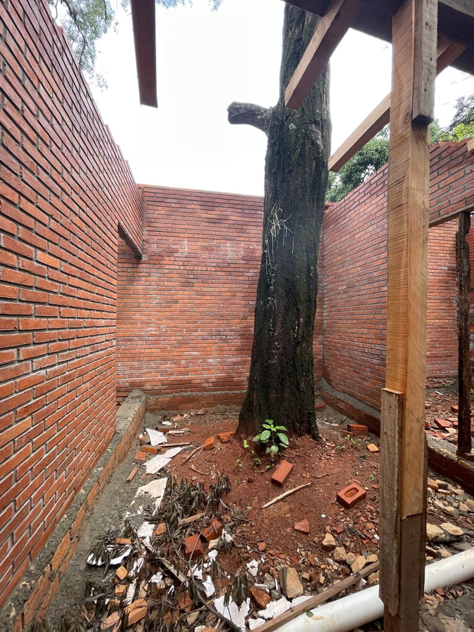El árbol parado dentro del patio ya cerrado por los cuatro muros de ladrillo