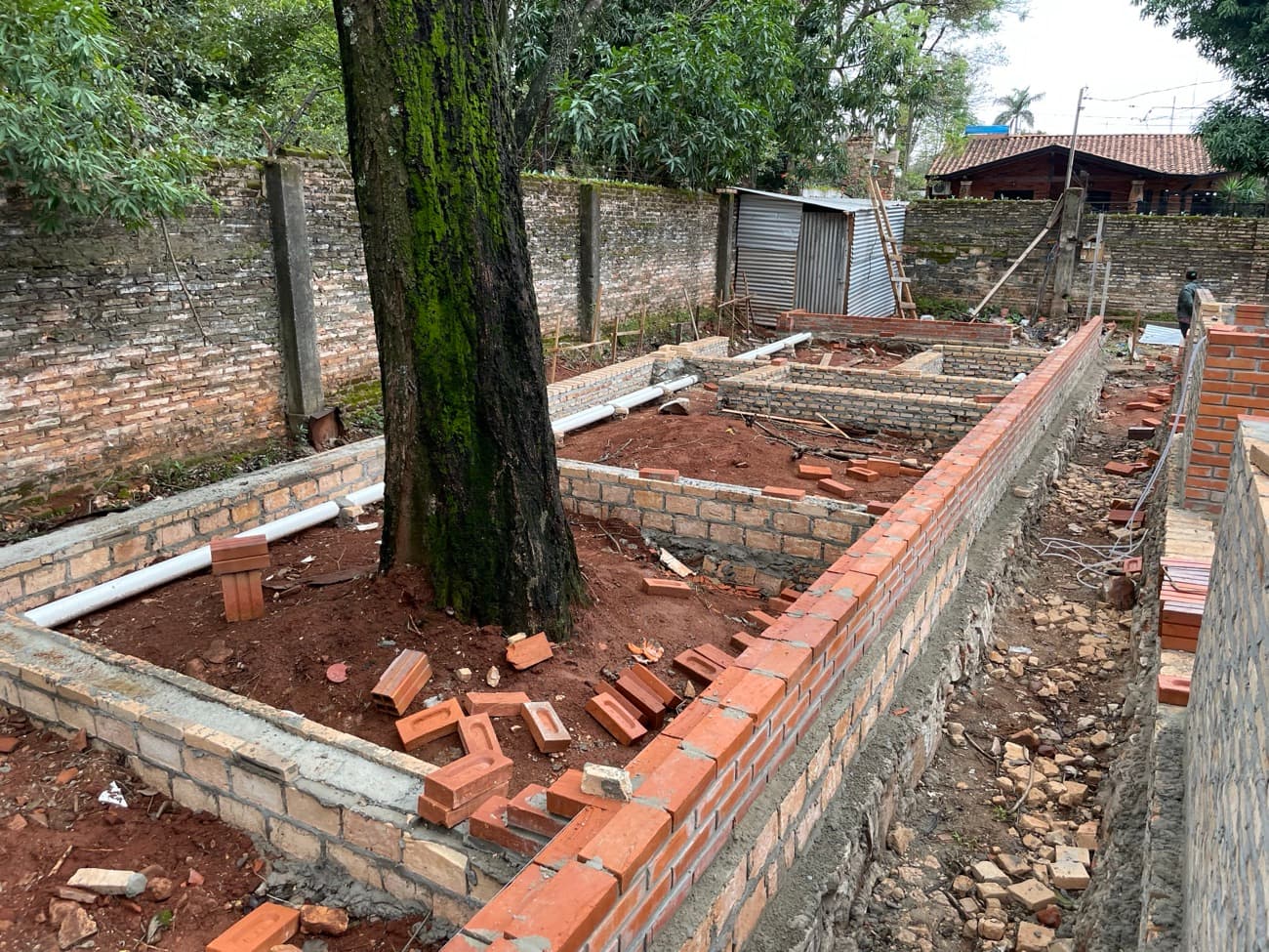 El tronco cubierto de musgo, con el muro nuevo pasando a su alrededor sin tocarlo