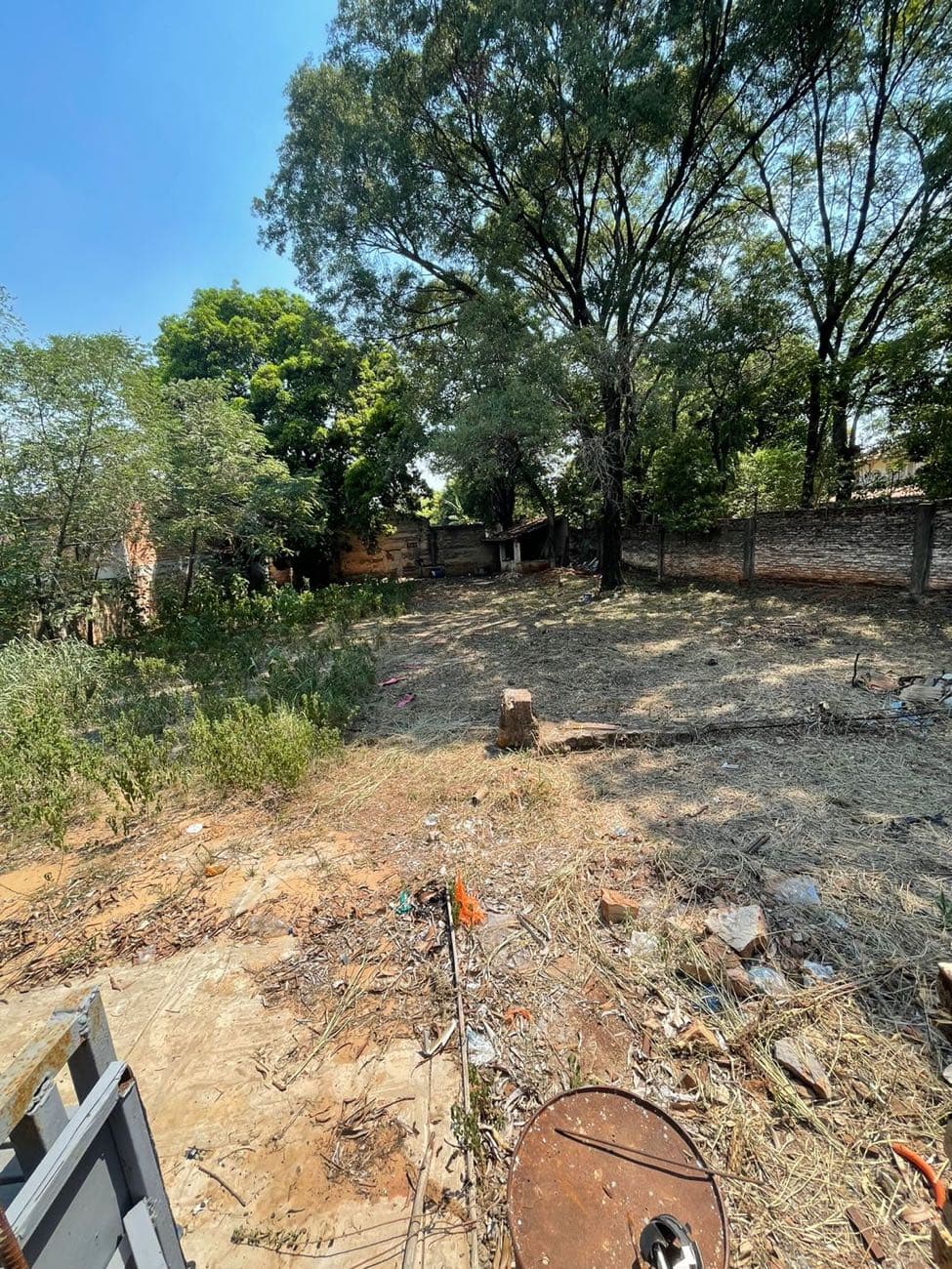 Los troncos en pie sobre el terreno sin limpiar