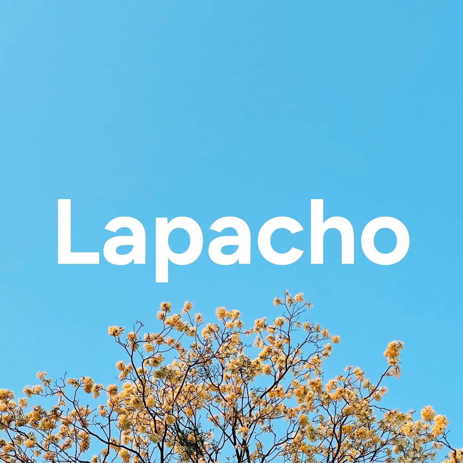 Lapacho en flor