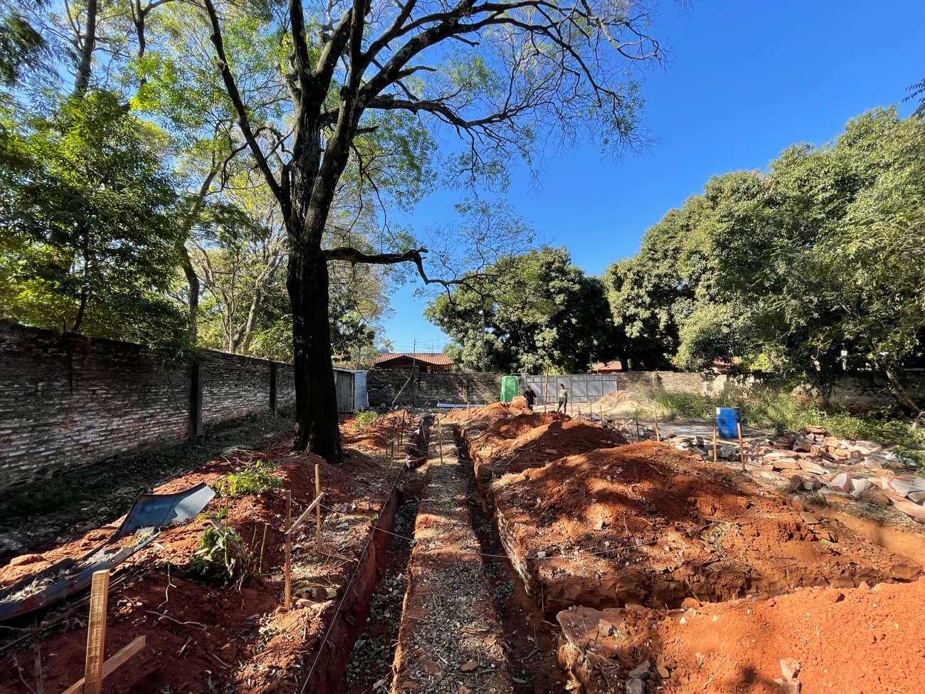 El árbol grande en el medio del terreno, con las zanjas pasando a ambos lados sin tocarlo